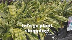 Plant Shopping at Lowe’s in Killeen, TX!
