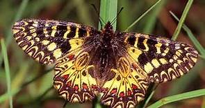Le farfalle più belle del mondo (World of Butterflies)