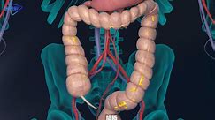【系统解剖】：如何识别大肠和小肠？结肠袋、结肠带和肠脂垂