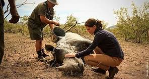 Stroop: Journey Into the Rhino Horn War (Trailer) - Green Film Fest