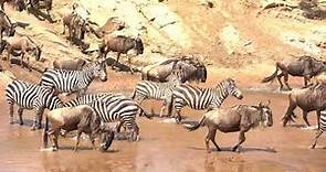 The Great Wildebeest Migration in Action