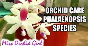 Orchid care - How to care for Phalaenopsis summer blooming species