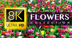 World's Most Beautiful FLOWERS 8K ULTRA HD