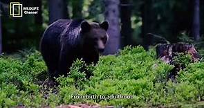 Black bear documentary - Adventures of a Black Bear - From Cubs to Climbing Trees - wildlife