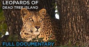 Leopards of Dead Tree Island (Full Documentary) | Earth Touch TV