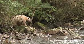 Spirit Bear Lodge - Legends from the Great Bear Rainforest