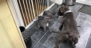 Blue Staffordshire Bull Terrier Puppy Play Fighting With Mum