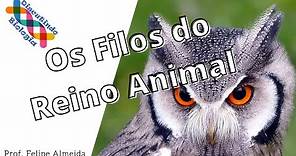 FILOS DO REINO ANIMAL - Principais Características - Prof. Felipe Almeida
