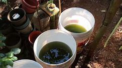 How to grow Green Water Algae
