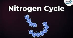 Nitrogen Fixation | Nitrogen Cycle | Microorganisms | Don't Memorise