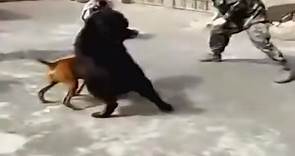 动物大战 藏獒vs比特犬 民间斗狗打架