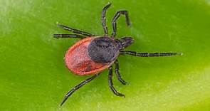 8 Types of Ticks Found In Indiana! (ID GUIDE)