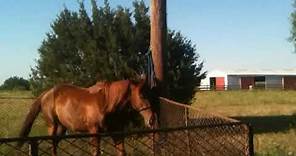 How to Teach (Teaching) a Horse to Stand Tied