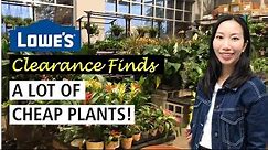 Lowe’s Clearance Finds | A Lot of Cheap Plants