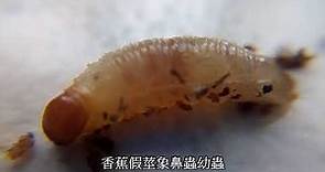 香蕉假莖象鼻蟲幼蟲