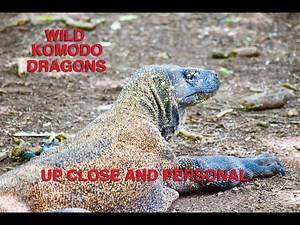 UP CLOSE AND PERSONAL WITH REAL DRAGONS ON KOMODO ISLAND: WILD ANIMAL ENCOUNTERS