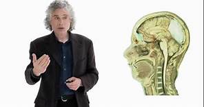 Steven Pinker: Linguistics as a Window to Understanding the Brain | Big Think