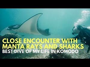 SCUBA DIVING WITH MANTA RAYS AND SHARKS IN KOMODO ISLAND - FLORES INDONESIA