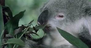 Documentary National Geographic Australia's Animal Mysteries