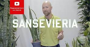 All you need to know about Sansevieria Snake Plant