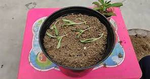How to grow Ice Plant - ice plant transplanting