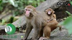快来围观猕猴家族搬家！猴王高高地翘着尾巴引领着猴群，母猴和小猴被护在中间 | CCTV「秘境之眼」20220514