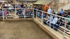 HORSE SALE MARCH 4,2023