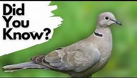 Things you need to know about COLLARED DOVES!
