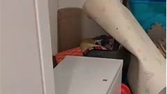 I also threw out a bunch of stuff #organizingtiktok #freezerorganization #organizingfreezer #freezerorganisation #freezerorganizer #organizewithalex | Oscar Paredes