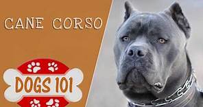 Dogs 101 - Cane Corso - Top Dog Facts About the Cane Corso