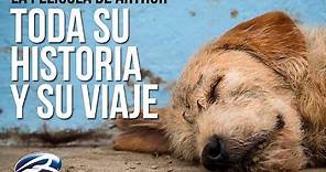 ARTHUR el Perro Ecuatoriano (Toda su historia y su viaje que le cambió la vida hecho película HD)