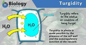 Turgidity - Definition and Examples - Biology Online Dictionary