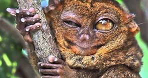 True Facts About The Tarsier