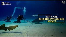 Why are Sharks Swimming Away? | World’s Biggest Hammerhead | National Geographic