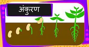 Science - Germination Of Seed - Hindi