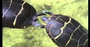 Painted Turtle (Chrysemys picta) courtship clip