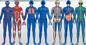 Levels of Organization & Organ Systems in the Human Body