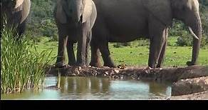 10 curiosità sull'elefante africano: scopri le abitudini e la vita di questi maestosi animali
