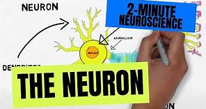 2-Minute Neuroscience: The Neuron