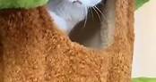 🎉🎉Albero del gatto di lusso simulato - Albero del gatto versatile🐾🐾