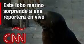 Mira cómo sorprende este lobo marino a reportera de CNN en vivo en las islas Galápagos