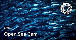 Live Open Sea Cam - Monterey Bay Aquarium