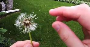Seed Dispersal: The Amazing Ways Seeds Travel