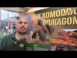 Introducing Batu the Komodo Dragon