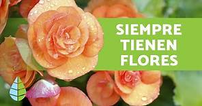 10 PLANTAS que FLORECEN TODO EL AÑO + Nombres y Cuidados