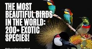 The Most Beautiful Birds in the World: 200+ Exotic Species!