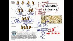 Maternal inheritance