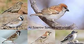 All Sparrow species / all Old world sparrow species / types of sparrow ( old world ) ' part one