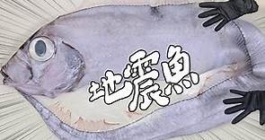 比人高的地震魚是什麼味道 ? 開箱海底的龍王並料理它！｜RICOの食材圖鑑