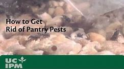 How to Get Rid of Pantry Pests